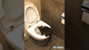 Как быстро приучить кошку к унитазу !Cat using a toilet! Easy and quick training