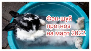 Фэн-шуй прогноз на март 2022 || Месяц водного Кролика#1