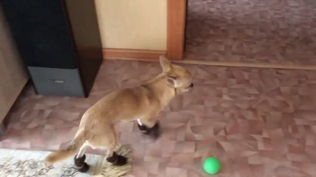 Чихуахуа одели впервые носочки смотреть онлайн