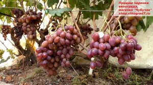 Виноград Армани- думаю тут даже нет смысла описывать- в видео все говорит о нем...