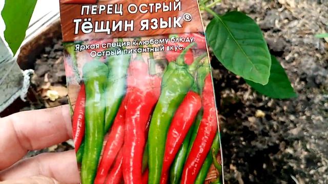 Вот такой Острый Перец вырос в ТЕПЛИЦЕ сорта "ТЁЩИН ЯЗЫК". 10 июля 2022г. смотреть онлайн