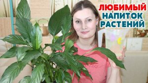 ЕСЛИ ЖЕЛТЕЮТ и СОХНУТ КОНЧИКИ ЛИСТЬЕВ. Супер подкормка для роста всех комнатных растений!
