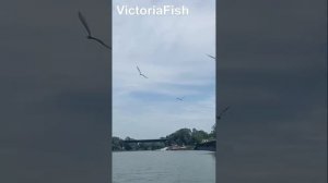 Прогулки на катере по реке Кубань в Краснодаре. Виктория Фиш