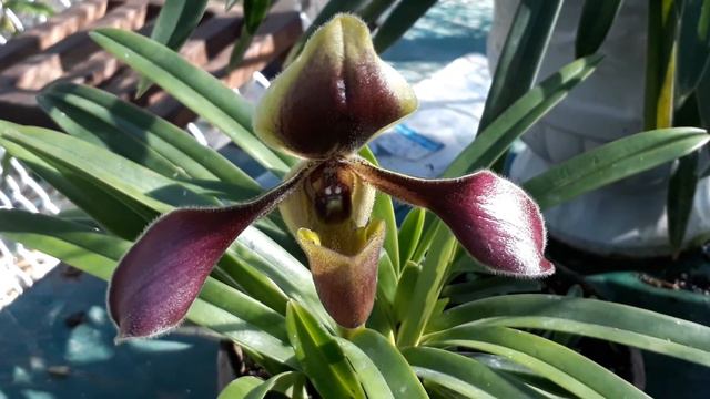 Lan hài lông( paphiopedilum hirsutissimum)- đáng sưu tầm смотреть онлайн