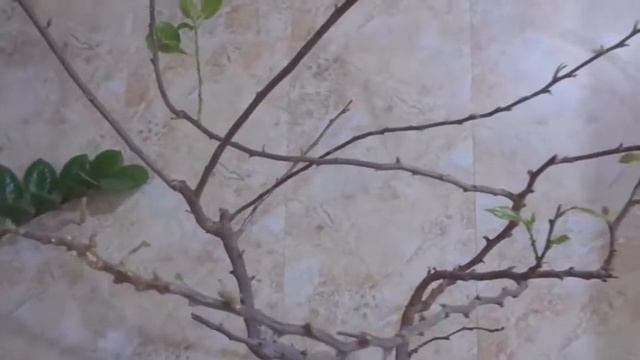 Бугенвиллея в период покоя