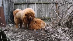 Tibetan mastiff family