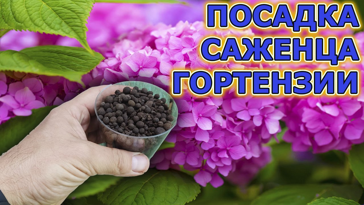 Гортензия цветет все лето при такой посадке. Гортензия уход, выращивание и посадка грунт. Гортензия.