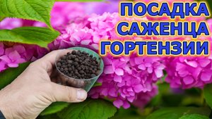 Гортензия цветет все лето при такой посадке. Гортензия уход, выращивание и посадка грунт. Гортензия.