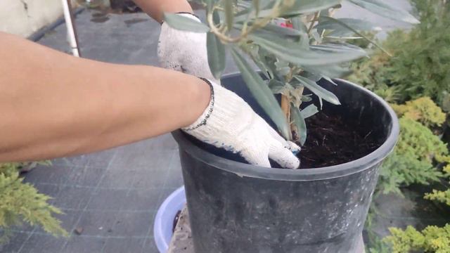 пересаживаем оливковое дерево. посадка и уход. смотреть онлайн