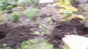 ЛОВЛЮ МОМЕНТ. ДЕЛЮ ВОЛЖАНКУ. ПЕРЕСАЖИВАЮ СПИРЕЮ.