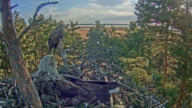 Редкая птица Орлан белохвост крупнейший хищник планеты / 1 смотреть онлайн