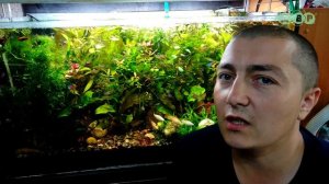 ЗАЧЕМ АКВАРИУМУ КОМПРЕССОР, ЕСЛИ ФИЛЬТР ПОДАЕТ ВОЗДУХ!