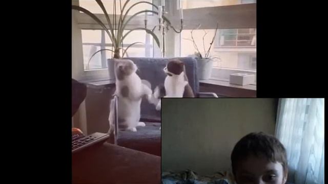 тест на психику кто засмеётся тот псих смотреть онлайн