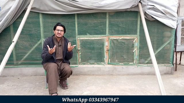 New Entry in My Shed | Welcome To Fawn Java | Quality Zebra Finches | Quality Java Sparrow смотреть онлайн