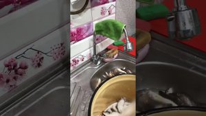 Барабулька вялится и готовится к копчению