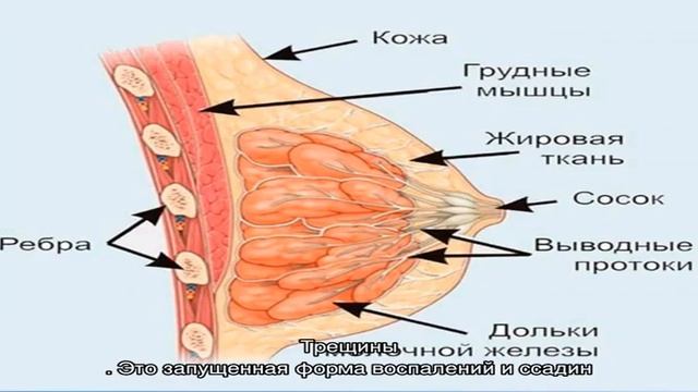 Почему болит сосок на груди у женщин