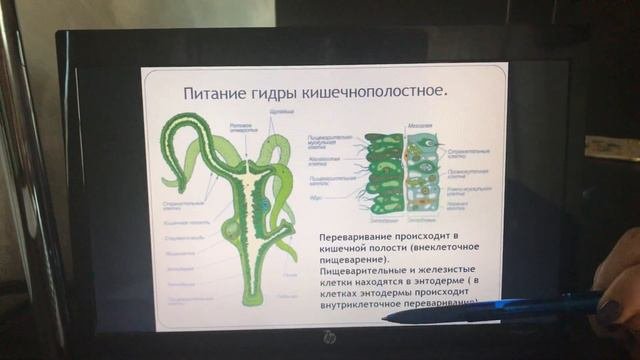 Эволюция пищеварительной системы