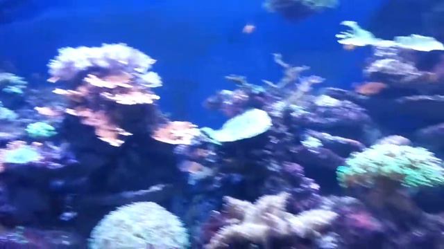 Питер зоопарк смотреть онлайн