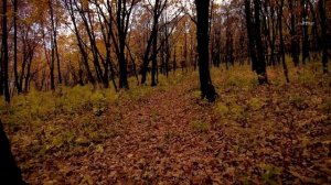 Autumn In The Oak Forest. Music video | 4K