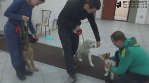 Занятие по дрессировке (группа начального послушания): обучение собак движению рядом. Тольятти, 2019