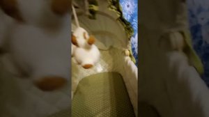 Детская кроватка-люлька Babyton / Колыбель Babyton