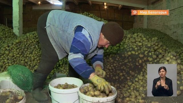 Какие овощи регион закупает у населения