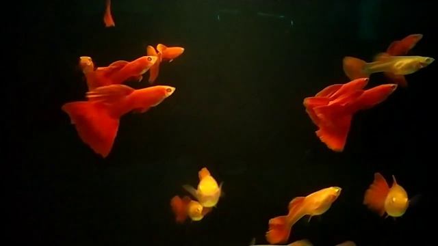 Гуппи, чистая линия, Guppy Full Red смотреть онлайн