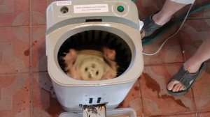 Ощипка перепелов в перосъемной центрифуге "Мини 310-П"