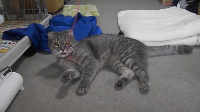 my cat loves paper ropes. смотреть онлайн