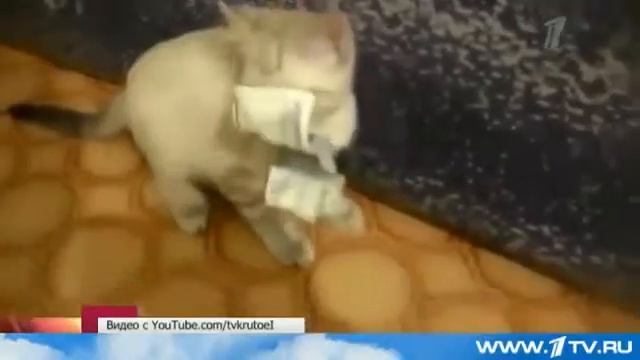 ВСЯ СТРАНА ТЕПЕРЬ ГАДАЕТ ДЛЯ ЧЕГО КОТ УКРАЛ 1000 РУБЛЕЙ смотреть онлайн