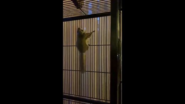 Невроз у белки-летяги смотреть онлайн