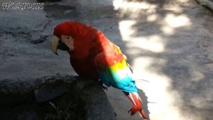 Красный ара / Scarlet macaw / Ara macao