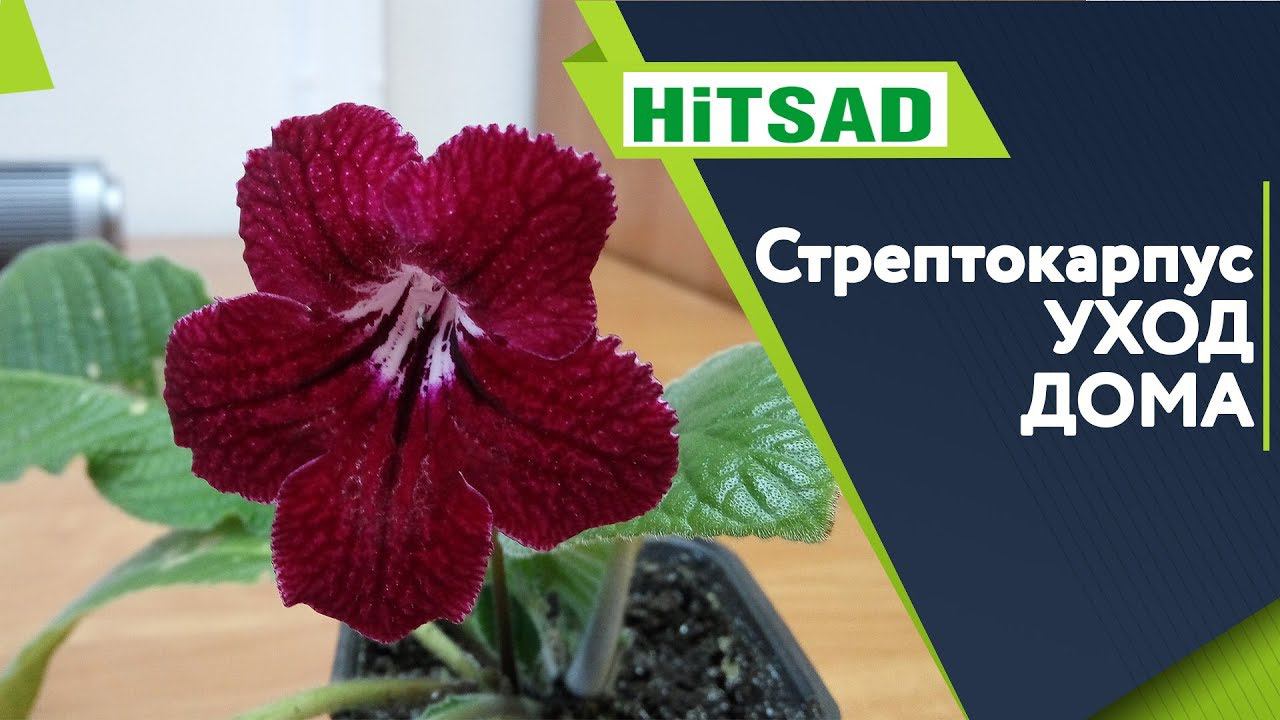 Стрептокарпус уход в Домашних Условиях ✔️
