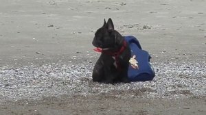 Французский бульдог Рокси резвится на море! French bulldog Roxy runs to the sea!