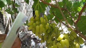 ГФ АЛИНКА. Grapes Alinka