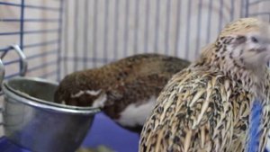 Перепелки в квартире