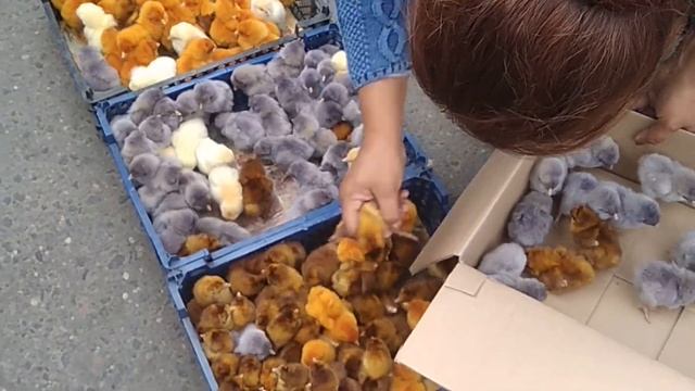 Цыплята орпингтона  Крашеные цыплята Как определить пол цыпленка Цыплята орпингтон  Порода орпингто