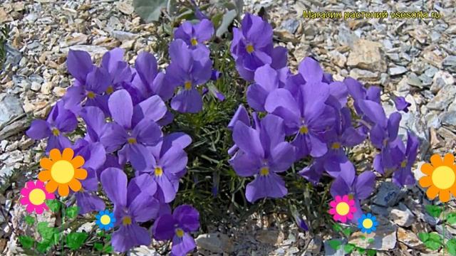 Виола. Краткий обзор: Виола описание характеристик, где купить viola смотреть онлайн