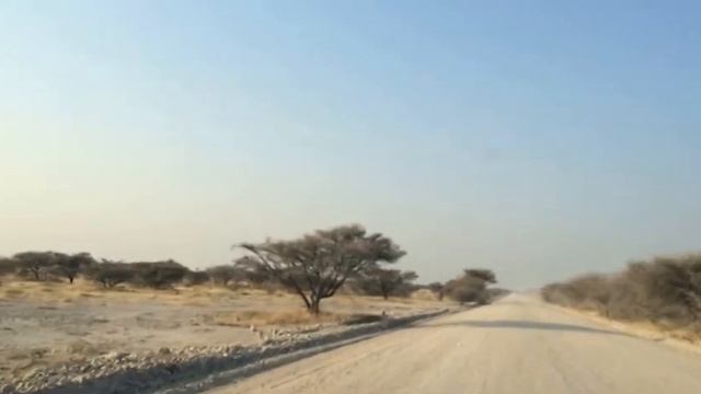 Amazing animals in the savannah - with surprise! смотреть онлайн