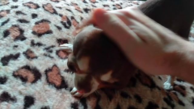 Обнимашки с чихуахуа. Самая нежная собака в мире просит, чтобы её погладили. смотреть онлайн