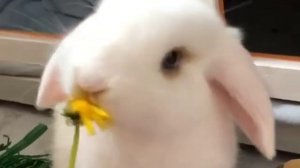 Holland Mini Lop Baby Bunny Rabbit Playing