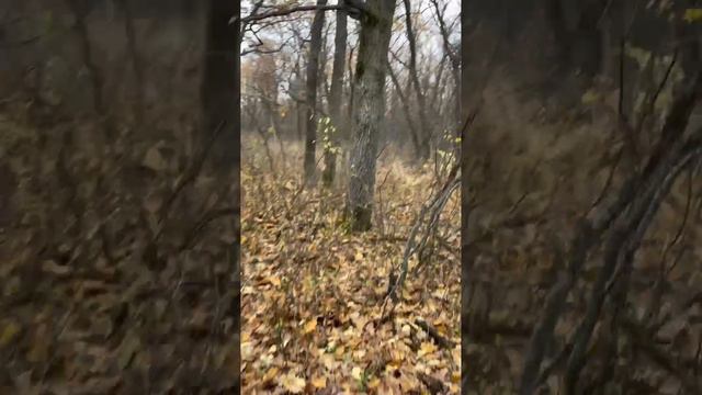 Охота с волкособом  (волэндом) и зсл