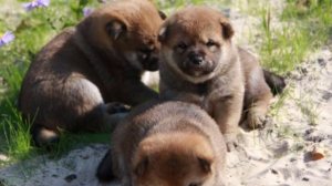 Shiba-Inu puppy