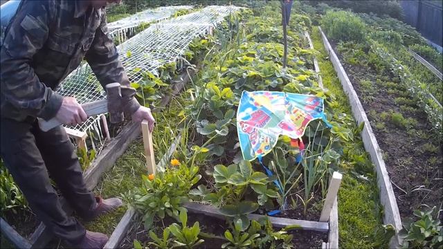 Как нам удалось спасти урожай клубники от птиц в этом году. смотреть онлайн