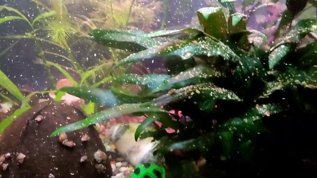 Рыбки Неон и Тритоны?? смотреть онлайн