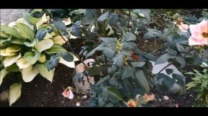 Важная подкормка роз в августе! Обязательная!