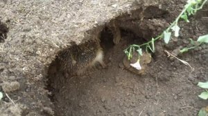 Ежиха норку роет)