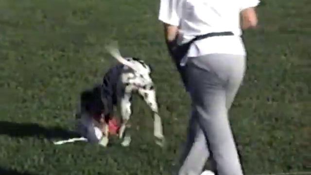 Hogan Lure Coursing 1996 смотреть онлайн
