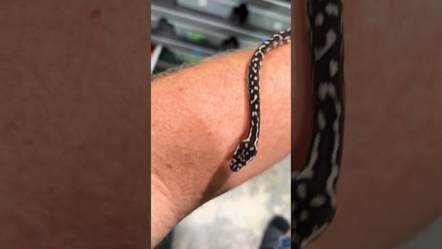 Jungle Carpet Python Hatchling??