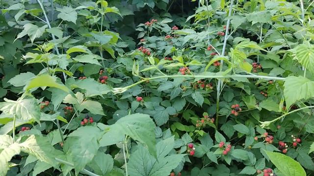 Малина кумберленд смотреть онлайн